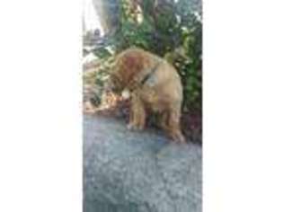 Golden Retriever Puppy for sale in Lindale, TX, USA