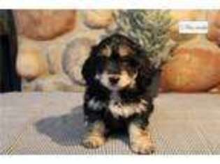 Springerdoodle Puppy for sale in Springfield, MO, USA