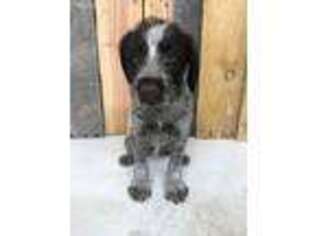 German Wirehaired Pointer Puppy for sale in Raymond, MN, USA