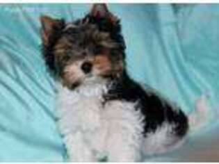 Biewer Terrier Puppy for sale in Romulus, MI, USA