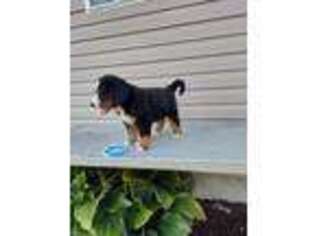 Bernese Mountain Dog Puppy for sale in Everett, PA, USA