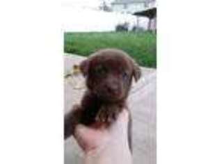 Labrador Retriever Puppy for sale in Moxee, WA, USA