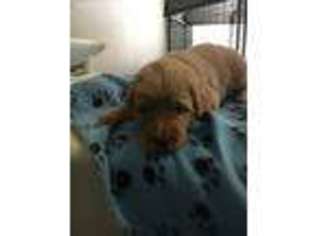 Labradoodle Puppy for sale in Killeen, TX, USA