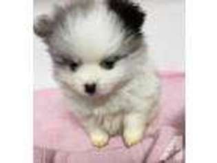 Pomeranian Puppy for sale in MERIDIAN, MS, USA