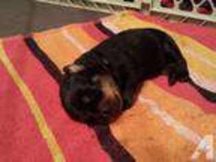 Rottweiler Puppy for sale in SPENCERPORT, NY, USA