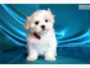 Maltese Puppy for sale in Fort Worth, TX, USA
