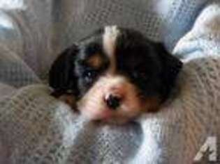 Cavalier King Charles Spaniel Puppy for sale in GREENSBURG, KY, USA