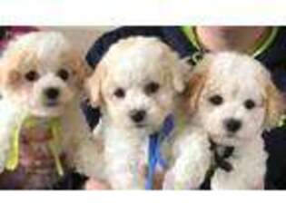 Bichon Frise Puppy for sale in Unknown, , USA