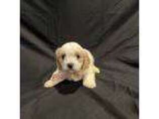 Cavapoo Puppy for sale in Spruce Pine, AL, USA