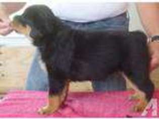 Rottweiler Puppy for sale in GLEN ROCK, PA, USA
