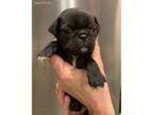 Pug Puppy for sale in Saint Augustine, FL, USA