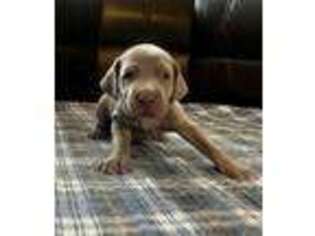 Weimaraner Puppy for sale in Colorado Springs, CO, USA