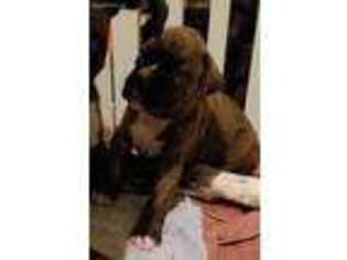 Boxer Puppy for sale in Stanardsville, VA, USA