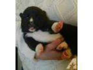 Akita Puppy for sale in SAINTE GENEVIEVE, MO, USA