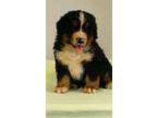 Bernese Mountain Dog Puppy for sale in Pleasantville, TN, USA