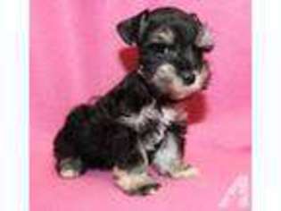 Mutt Puppy for sale in DEL VALLE, TX, USA