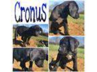 Great Dane Puppy for sale in Morehead, KY, USA