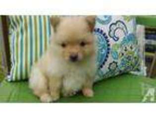 Pomeranian Puppy for sale in SAINT CLAIRSVILLE, OH, USA