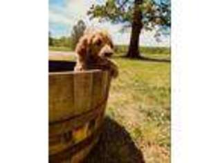 Goldendoodle Puppy for sale in Prospect, VA, USA