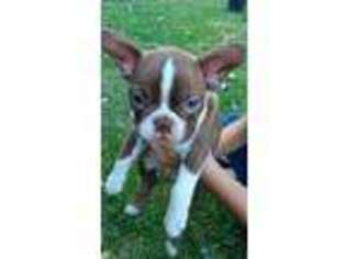 Boston Terrier Puppy for sale in Oroville, CA, USA