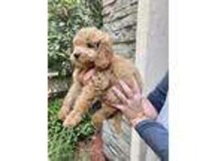 Goldendoodle Puppy for sale in Lincoln, CA, USA