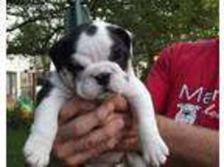 Bulldog Puppy for sale in Highland, IL, USA