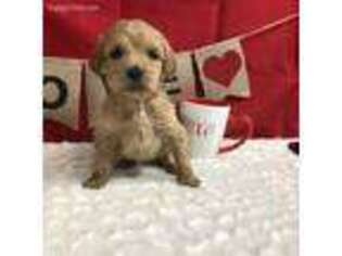Goldendoodle Puppy for sale in Vanceburg, KY, USA