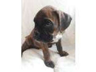Boxer Puppy for sale in Yelm, WA, USA