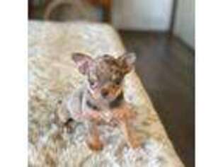 Chihuahua Puppy for sale in Marion, TX, USA