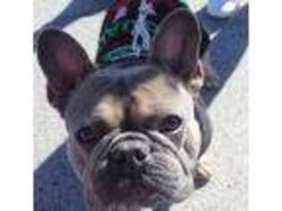 French Bulldog Puppy for sale in Lake Elsinore, CA, USA