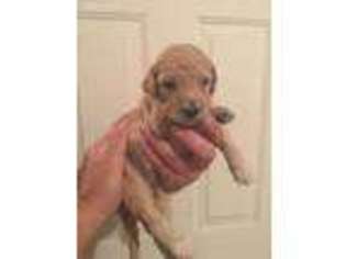 Goldendoodle Puppy for sale in East Bernard, TX, USA