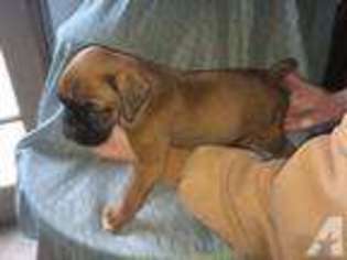 Boxer Puppy for sale in VENUS, TX, USA