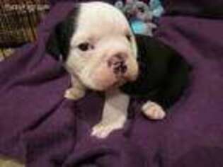Bulldog Puppy for sale in Deridder, LA, USA
