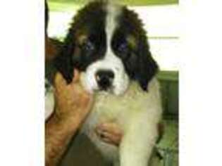 Saint Bernard Puppy for sale in Lakeland, FL, USA