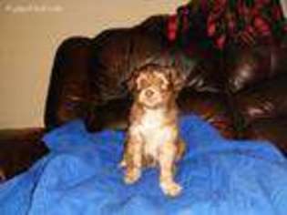 Labradoodle Puppy for sale in Oneida, NY, USA
