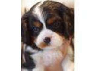 Cavalier King Charles Spaniel Puppy for sale in Moore, SC, USA