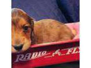 Dachshund Puppy for sale in Lowell, IN, USA