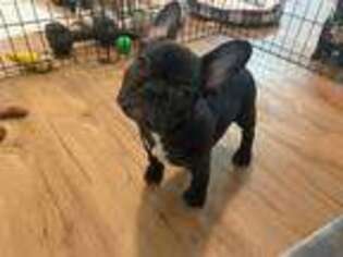 French Bulldog Puppy for sale in South Windsor, CT, USA
