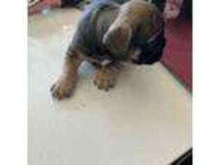 French Bulldog Puppy for sale in Pennsauken, NJ, USA