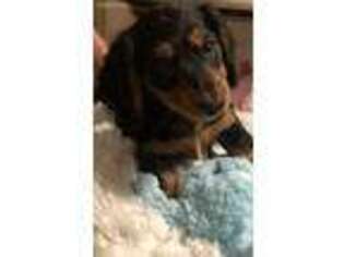 Dachshund Puppy for sale in Los Angeles, CA, USA
