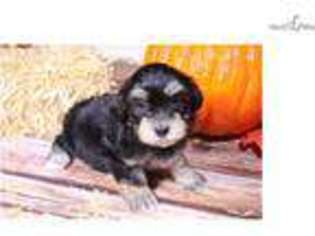 Havanese Puppy for sale in Sioux City, IA, USA