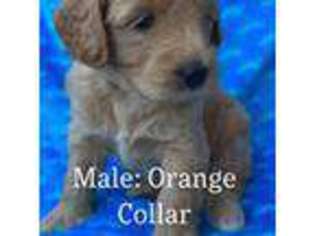 Goldendoodle Puppy for sale in Siloam, NC, USA
