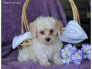 Mutt Puppy for sale in Elizabethville, PA, USA