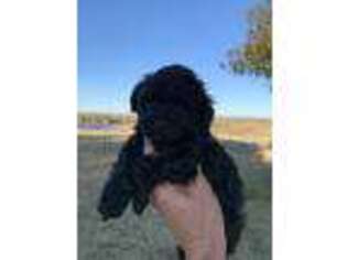 Mutt Puppy for sale in Bellville, TX, USA