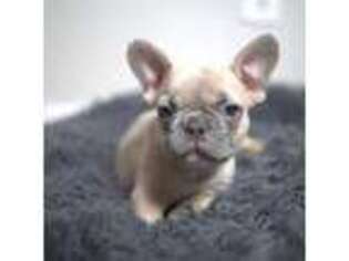 French Bulldog Puppy for sale in Irving, TX, USA
