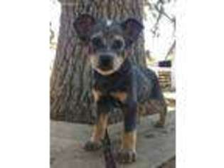 Australian Cattle Dog Puppy for sale in Paso Robles, CA, USA