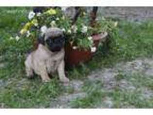 Pug Puppy for sale in Joice, IA, USA