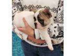 French Bulldog Puppy for sale in Stamford, CT, USA