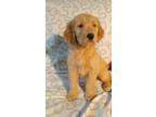 Goldendoodle Puppy for sale in LEE CENTER, NY, USA