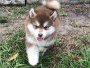 Alaskan Malamute Puppy for sale in Campbell, TX, USA